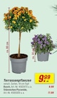 Terrassenpflanzen Busch Angebote bei toom Baumarkt Frankenthal für 9,99 €