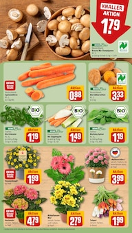 Tulpen im REWE Prospekt "Dein Markt" mit 16 Seiten (Mannheim)