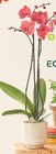 Phalaenopsis - ECLOZ en promo chez Jardiland Aulnay-sous-Bois à 9,99 €