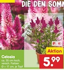 Aktuelles Celosia Angebot bei Netto Marken-Discount in Berlin ab 5,99 €