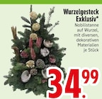 Wurzelgesteck Exklusiv bei EDEKA im Hohenwarth Prospekt für 34,99 €