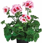 Geranie 'Smokey Eye' von  im aktuellen Dehner Garten-Center Prospekt für 2,99 €