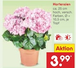 Hortensien im Angebot bei Netto Marken-Discount in Offenburg Hortensien Angebote bei Netto Marken-Discount Offenburg für 3,99 €