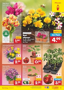 Gartenbepflanzung im Netto Marken-Discount Prospekt "Aktuelle Angebote" mit 51 Seiten (Bremen)