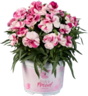 Œillet Pink & Proud dans le catalogue Lidl