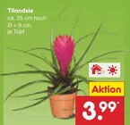 Tilandsie bei Netto Marken-Discount im Ribnitz-Damgarten Prospekt für 3,99 €