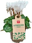 Alpenveilchen von REWE Beste Wahl für 1,79 € bei REWE im Angebot Alpenveilchen von REWE Beste Wahl im aktuellen REWE Prospekt