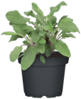 Salbei Angebote bei ROSENGUT Langerwisch Potsdam für 3,49 €
