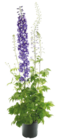 Aktuelle Blumen Angebote bei ROSENGUT Langerwisch in Potsdam Aktuelles RITTERSPORN DELPHINIUM-HYBRIDE Angebot bei ROSENGUT Langerwisch in Potsdam ab 7,99 €