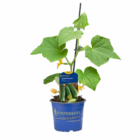 Hagebaumarkt - Veredelte Gemüsepflanzen Angebot im Prospekt Veredelte Gemüsepflanzen bei Hagebaumarkt im Prospekt "" für 4,99 €