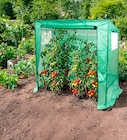 Thomas Philipps Erftstadt - Tomaten-Gewächshaus Angebot im Prospekt Tomaten-Gewächshaus bei Thomas Philipps im Erftstadt Prospekt für 19,99 €