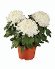 Chrysanthème grosses fleurs - Lidl à Orange Chrysanthème grosses fleurs en promo chez Lidl Orange à 2,99 €