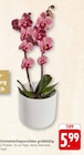 E center Kehl - Schmetterlingsorchidee großblütig Angebot im Prospekt Schmetterlingsorchidee großblütig bei E center im Kehl Prospekt für 5,99 €