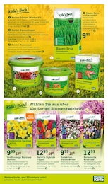 Blumenzwiebeln Angebot im aktuellen Pflanzen Kölle Prospekt auf Seite 13