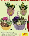 Bepflanzte Gefäße Osterhase bei toom Baumarkt im Aalen Prospekt für 9,99 €