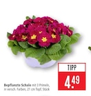 Bepflanzte Schale bei Marktkauf im Groß-Zimmern Prospekt für 4,49 €