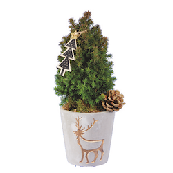 Scheinzypressen in Goldtrend-Keramik