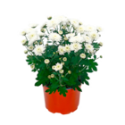 Chrysantheme von Gardenline für 1,49 € bei ALDI Nord im Angebot Chrysantheme von Gardenline im aktuellen ALDI Nord Prospekt