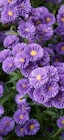 Pflanzen Kölle - Glattblatt-Aster Angebot im Prospekt Glattblatt-Aster bei Pflanzen Kölle im Prospekt "" für 3,33 €