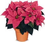 Herbststern im Angebot bei Netto Marken-Discount in Solingen Herbststern Angebote bei Netto Marken-Discount Solingen für 2,99 €