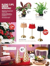 Weihnachtsdeko im ROSENGUT Langerwisch Prospekt in Potsdam Aktueller ROSENGUT Langerwisch Prospekt mit Weihnachtsdeko, "WINTERBLÜHER!", Seite 10