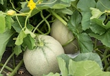 MELON BRODÉ en promo chez Delbard MELON BRODÉ dans le catalogue Delbard