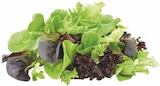 E center Esslingen - echt & gut Pflücksalat Angebot im Prospekt echt & gut Pflücksalat bei E center im Esslingen Prospekt für 1,11 €