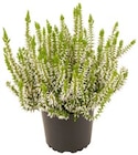 Aktuelles Besenheide 'Calluna' Angebot bei REWE in Ingolstadt ab 0,99 €