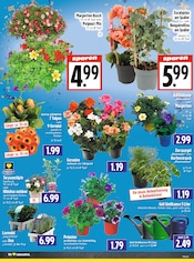 Aktueller EDEKA Prospekt mit Balkonpflanzen, "Aktuelle Angebote", Seite 6