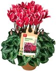 Aktuelles Alpenveilchen Angebot bei REWE in Nürnberg ab 1,99 €