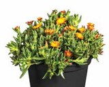 Aktuelles Mittagsblume Angebot bei Dehner Garten-Center in Münster ab 4,99 €