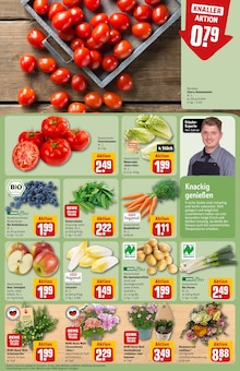 Chrysantheme im REWE Prospekt "Dein Markt" mit 32 Seiten (Berlin)