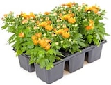 Chrysanthemen im Angebot bei Thomas Philipps in Hückelhoven Chrysanthemen Angebote bei Thomas Philipps Hückelhoven für 3,59 €