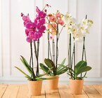 Orchidée 3 tiges en promo chez U Express Boulogne-Billancourt à 9,99 €