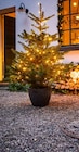 Getopfter Weihnachtsbaum im OBI Prospekt Getopfter Weihnachtsbaum im aktuellen OBI Prospekt für 12,99 €