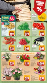 Pflanzen im REWE Prospekt in Heidelberg Aktueller REWE Prospekt mit Pflanzen, "Dein Markt", Seite 7