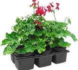 Aktuelles Stehende oder hängende Geranien Angebot bei Penny in Cottbus ab 4,49 €