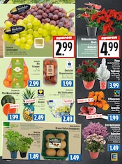 Aktueller EDEKA Prospekt mit Garten, "Aktuelle Angebote", Seite 7