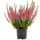 Calluna Garden Girls im ZG Raiffeisen Prospekt zum Preis von 1,29 €