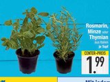 Rosmarin bei E center im Hunderdorf Prospekt für 1,99 €