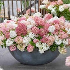 Rispenhortensie 'Groundbreaker' Angebote bei Hagebaumarkt Schwäbisch Hall für 6,99 €