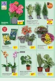 toom Baumarkt Orchidee im Prospekt toom Baumarkt Orchidee im Prospekt