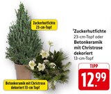 Zuckerhutfichte Angebote bei E center Neunkirchen für 12,99 €