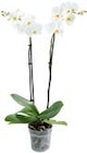 Orchideen im Penny-Markt Prospekt Orchideen von im aktuellen Penny-Markt Prospekt für 7,99 €