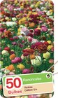 Renoncules de bulbe au choix à 5,99 € dans le catalogue Intermarché Hyper