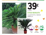 Promo Cycas Revoluta à 39,00 € dans le catalogue E.Leclerc à Pléneuf-Val-André