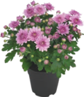 Marguerite d'été - GARDENLINE dans le catalogue Aldi