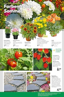 Blumen im aktuellen BayWa Bau- und Gartenmärkte Prospekt (Würzburg) Blumen im BayWa Bau- und Gartenmärkte Prospekt "Hier bin ich gern" mit 22 Seiten (Würzburg)