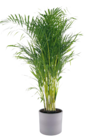 Areca im aktuellen toom Baumarkt Prospekt