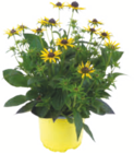 Herbststauden Angebote bei toom Baumarkt Germering für 6,99 €
